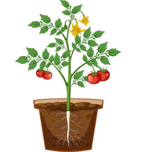 naturopathie, naturopathe, naturopathie obernai naturopathe barr naturopathe gertwiller naturopathe alsace naturopathe sélestat naturopathe spécialisée peau naturopathe spécialisée obernai ottrott niedernai sélestat barr dambach bas rhin haut rhin strasbourg wasselonne mutzig molsheim dinsheim 