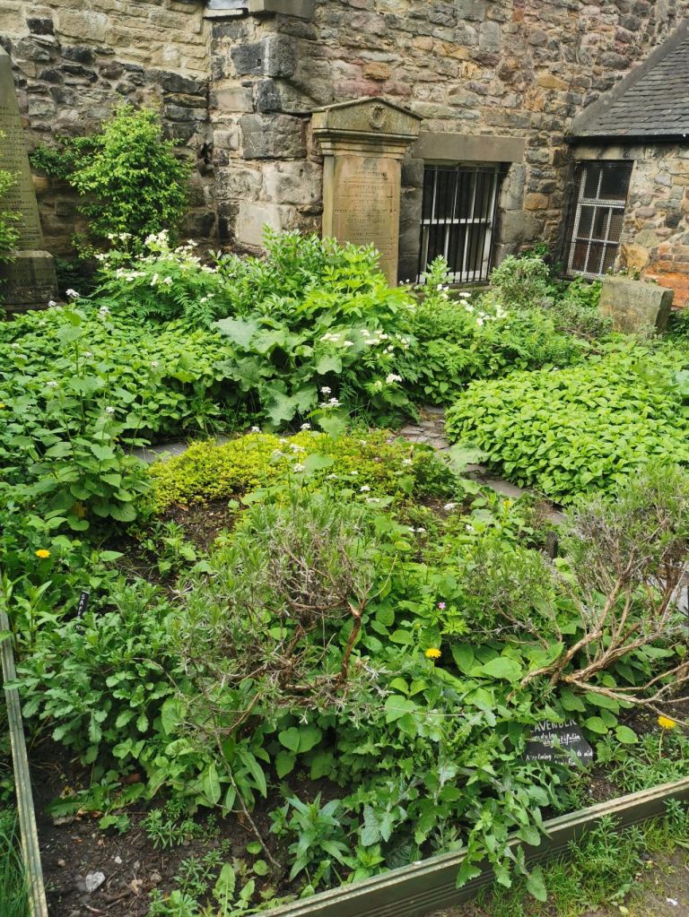 jardin aromatique plante médicinale naturopathie naturopathe gertwiller obenrai france edimbourg alsace selestat colmar plante medicinal soutien naturel soins naturels remedes naturels