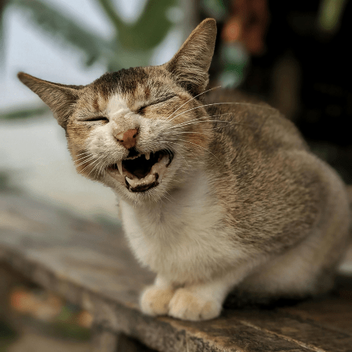 cabinet de naturopathie naturopathe santé naturelle kinésiologue kinésiologie stress gestion du stress lacher prise mal être obernai andlau colmar mulhouse strasbourg sélestat barr gertwiller nothalen meistratzheim niedernai molsheim mutzig still 