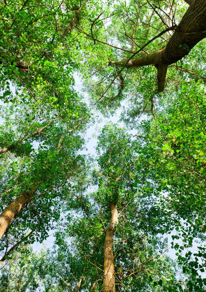 Le cabinet de naturopathie Barbara Herrbach se situe près de Colmar, vers Sélestat, à quelques minutes de Wasselonne, Mutzig, Molsheim et tout près d'Obernai