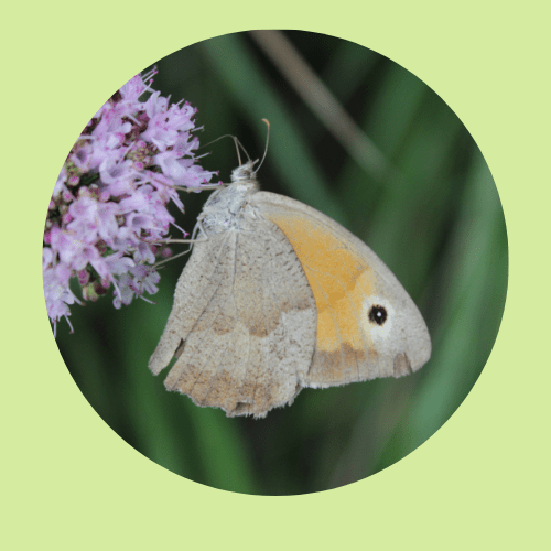 Le cabinet de naturopathie est reconnu pour ses travaux sur Hildegarde de Bingen et a reçu le prix de la recherche en naturopathie traditionnelle pour ses travaux sur Hildegarde de Bingen